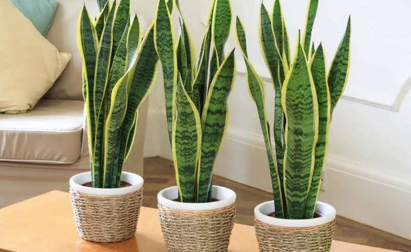 نکثیر سانسوریا