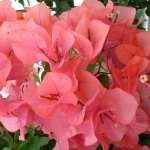 روش قلمه زدن گل کاغذی
