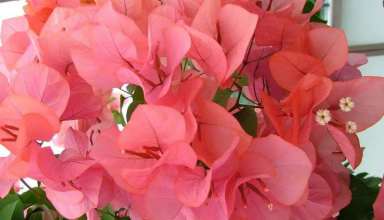 روش قلمه زدن گل کاغذی
