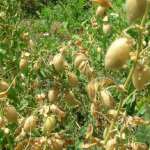 راهنمای جامع کاشت نخود