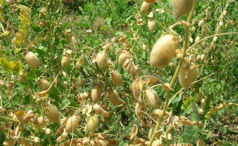 راهنمای جامع کاشت نخود