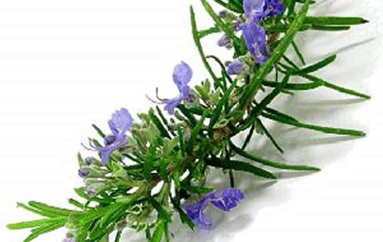 پرورش رزماری