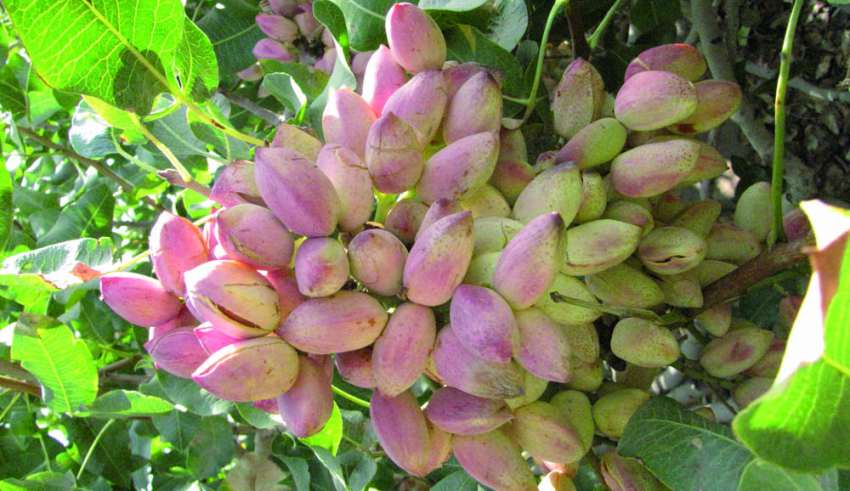 کاشت پسته