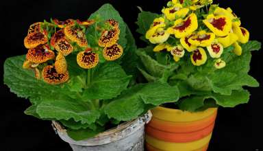 پرورش گل گوشواره ای