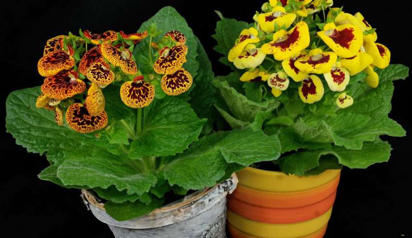 پرورش گل گوشواره ای