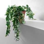 قلمه زدن پتوس