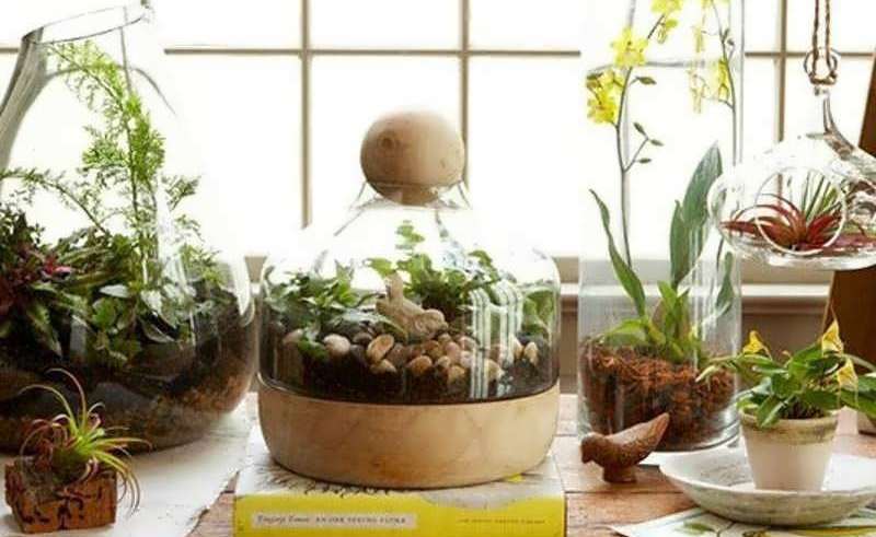 گیاهان مناسب برای پرورش در تراریوم