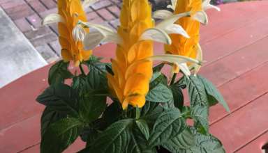 نحوه مراقبت گل مشعلی