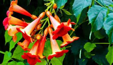 گل پیچ اناری برای زینت بخشیدن به محوطه