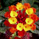 نحوه پرورش گل شاه پسند