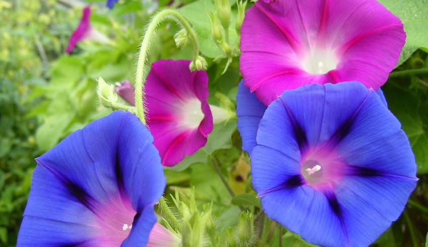 راه های کاشت گل نیلوفر