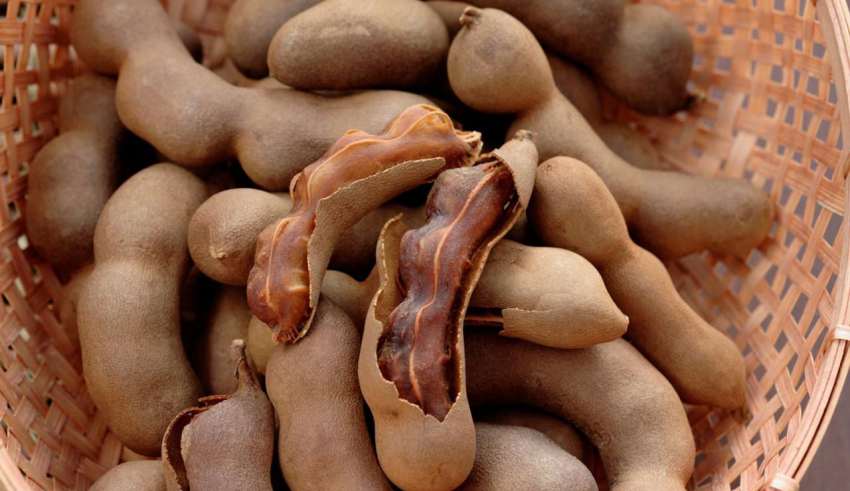 نحوه کاشت تمر هندی و پروش آن