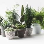 گیاهان برای اتاق خواب