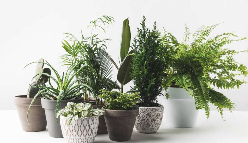 گیاهان برای اتاق خواب