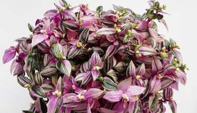 نحوه کاشت و پرورش گل چشم آهویی