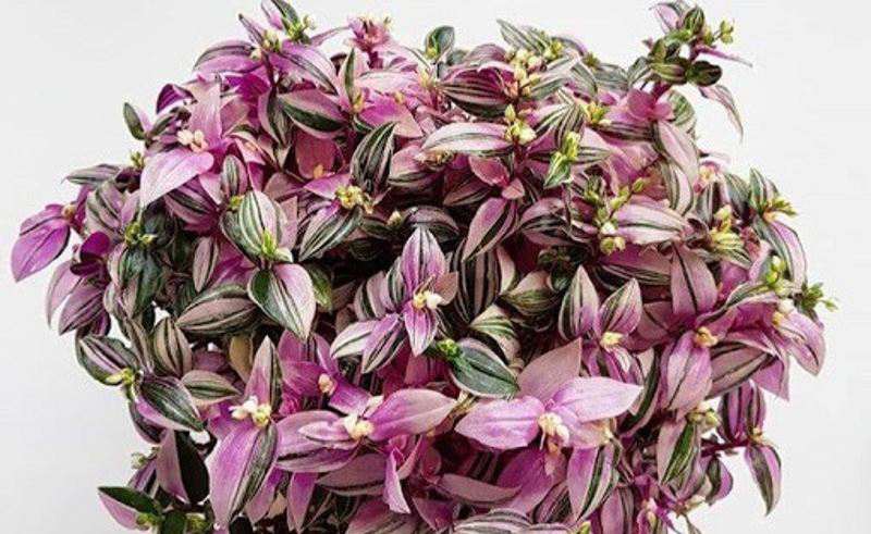 نحوه کاشت و پرورش گل چشم آهویی