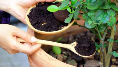 نحوه تهیه کود از تفاله چای