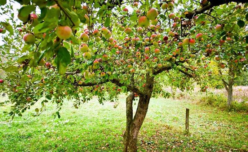راه کار برای جلوگیری از ریزش میوه درختان