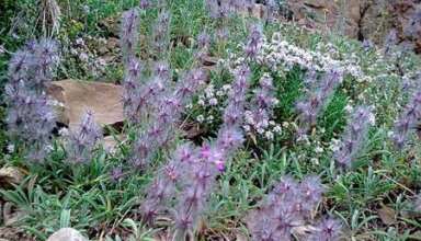 کاشت چای کوهی