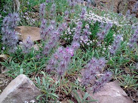 کاشت چای کوهی
