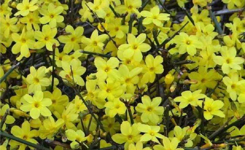 نحوه پرورش گل یاس زرد