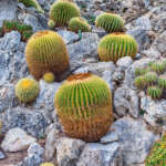 پرورش کاکتوس صخره ای