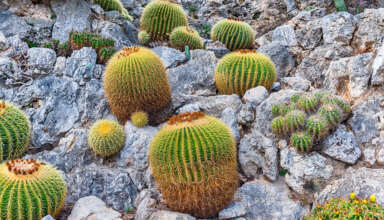 پرورش کاکتوس صخره ای