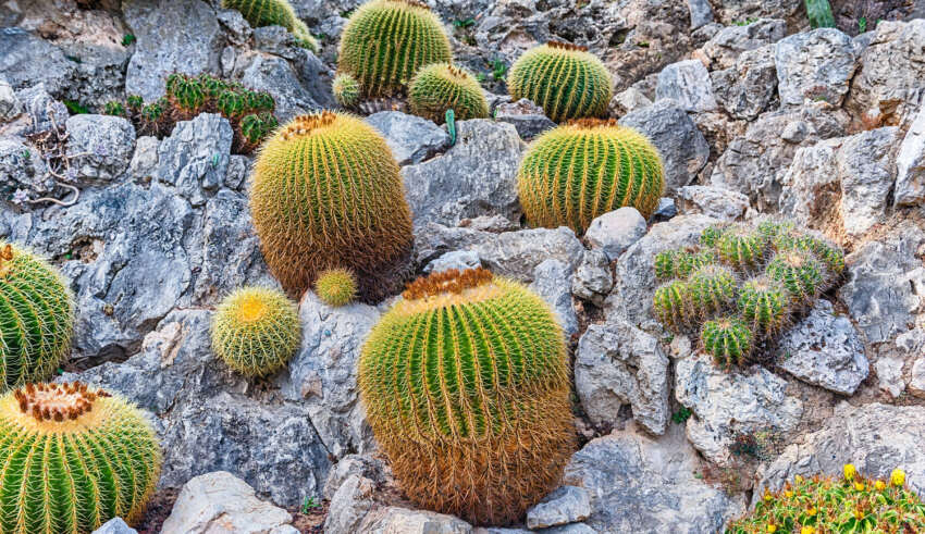 پرورش کاکتوس صخره ای