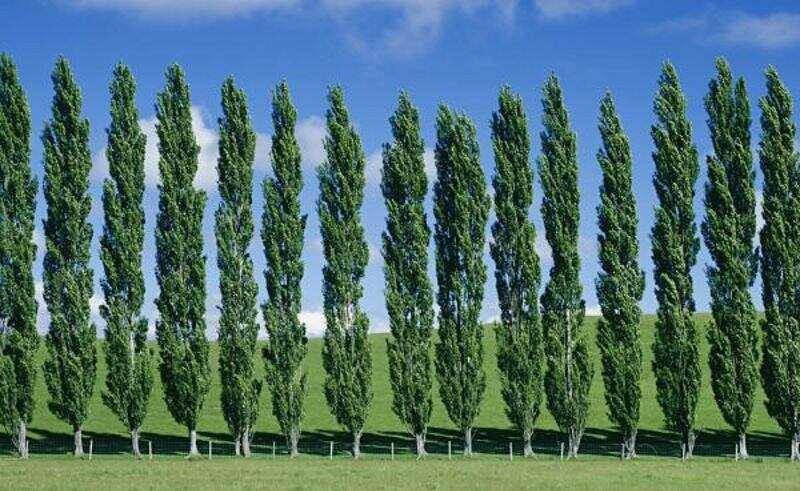 فوایید کود برای درخت صنوبر.