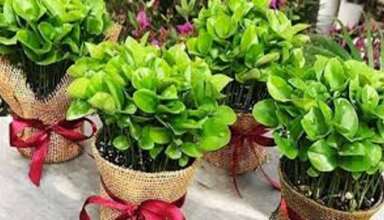 آموزش کاشت نارنج در گلدان