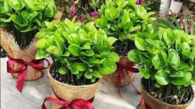 آموزش کاشت نارنج در گلدان