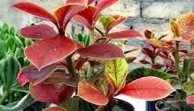 بررسی مراحل تکثیر گل فردوس
