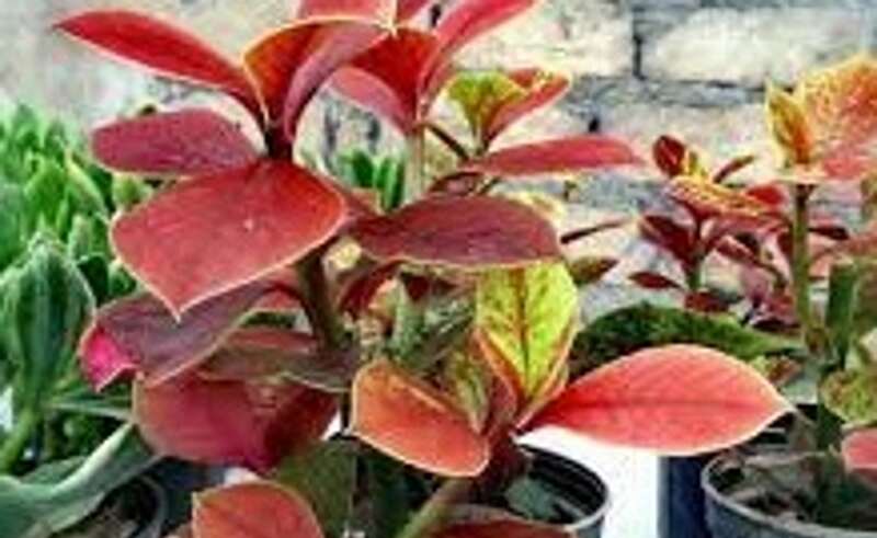 بررسی مراحل تکثیر گل فردوس