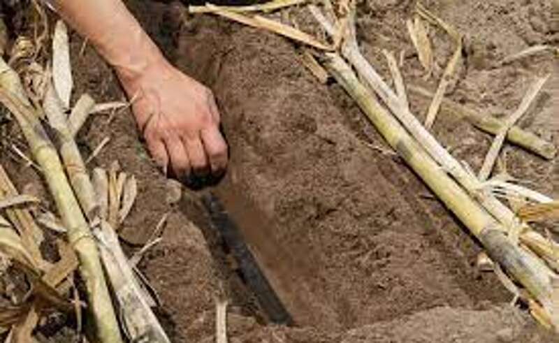 بررسی روش های موجود برای کاشت نیشکر