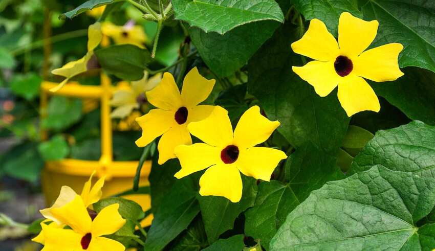 شکوفه های پیچک سیاه چشم