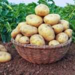 افزایش باردهی سیب زمینی