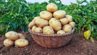 افزایش باردهی سیب زمینی