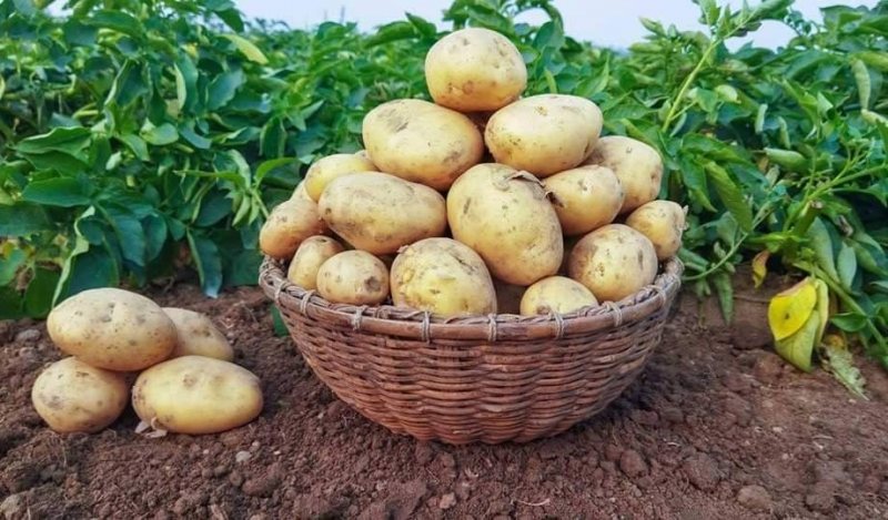 افزایش باردهی سیب زمینی