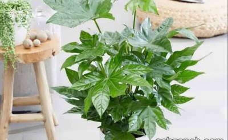 آرالیای برگ پهن ژاپنی